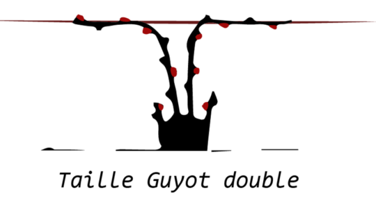 Taille Guyot double